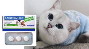 Цена и способ применения лекарства Каниквантел Плюс для кошек