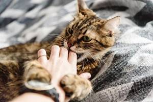 Опасные заболевания, передающиеся от кошек людям