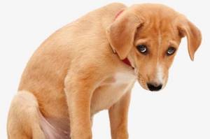 Первые симптомы и признаки присутствия глистов у собаки