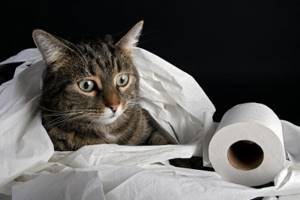 Метронидазол для кошек: руководство по использованию