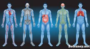 В каких органах человеческого тела могут обитать глисты и паразиты?