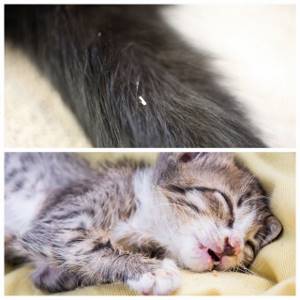 Виды глистов у кошек и их симптомы