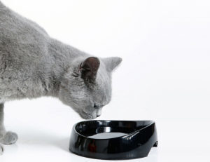 Особенности заражение аскаридами и может ли заразить кошка?