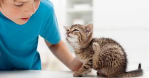 Выведение глистов у кошек: частота и правильность проведения процедуры