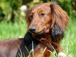 Виды, признаки и лечение лейшманиоза у людей и собак