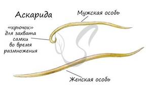 Круглые черви: что они из себя представляют и чем отличаются от плоских