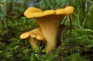 Лечебные свойства грибов лисичек. Их употребление от паразитов