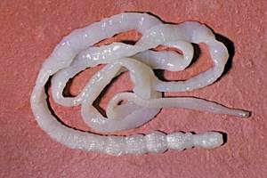 Плоские черви: общая характеристика, строение и разновидности