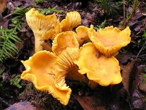 Лечебные свойства грибов лисичек. Их употребление от паразитов
