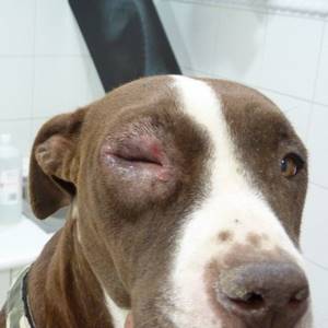 Виды, признаки и лечение лейшманиоза у людей и собак