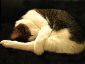 Глисты у кошек: симптоматика, причины и методы лечения
