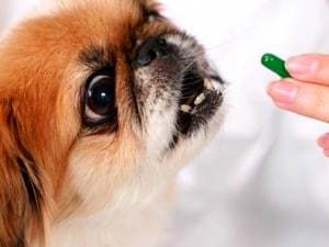 Первые симптомы и признаки присутствия глистов у собаки