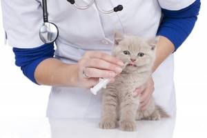 Метронидазол для кошек: руководство по использованию