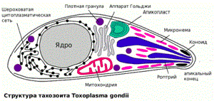 Антитела класса G при токсоплазмозе. Расшифровка анализа