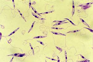 Простейшие паразиты: виды, воздействие на организм и вызываемые патологии