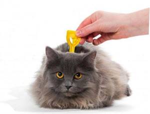 Выведение глистов у кошек: частота и правильность проведения процедуры