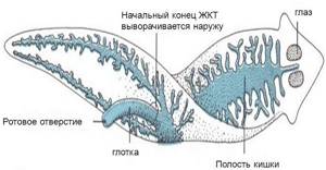Плоские черви: общая характеристика, строение и разновидности