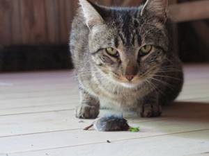 Виды глистов у кошек и их симптомы