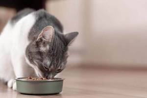 Котенок очень часто просит кушать - советы врачей на каждый день