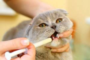Кот ничего не ест и не пьёт! - советы врачей на каждый день