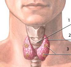 Может ли щитовидная железа болеть? - советы врачей на каждый день