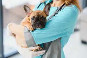 Недержание мочи у собаки - советы врачей на каждый день
