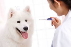 У собаки жар - советы врачей на каждый день