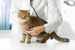 Сахар в крови у кошки 16 лет - советы врачей на каждый день