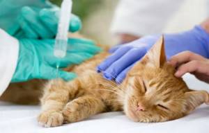 У котенка появились пятна на лапах - советы врачей на каждый день
