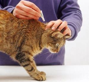 Что делать если у сиамской кошки мокнуший лишай на спинке? - советы врачей на каждый день
