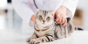Опухоль у кошки - советы врачей на каждый день