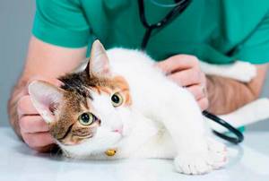 Что делать если у кошки сильное кровотечение - советы врачей на каждый день