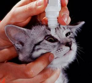 Гноятся глазки у котенка - советы врачей на каждый день