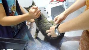 У кошки сводит задюю лапу - советы врачей на каждый день