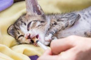 Понос у котенка - советы врачей на каждый день