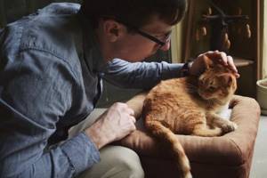Проблемы со здоровьем у молодой кошки - советы врачей на каждый день