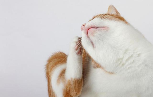 Постоянно чешется кошка - советы врачей на каждый день