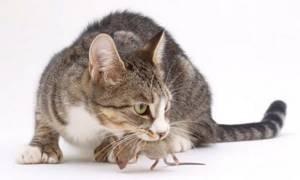 Котёнок играл с отравленной мышью - советы врачей на каждый день