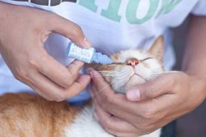Слезоточение глаз у кошки - советы врачей на каждый день