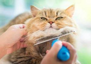 Кошка расчёсывает шкурку до крови - советы врачей на каждый день