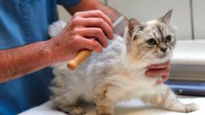 Как избавть котенка от блох - советы врачей на каждый день