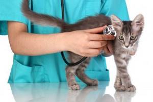 Умер кот, ребенок очень переживает, когда можно завести нового кота или м.б. собаку? - советы врачей на каждый день