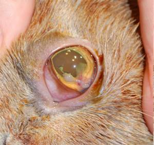 Болезнь глаз у кошки - советы врачей на каждый день
