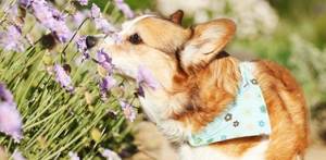 Опухли уши и морда у щенка - советы врачей на каждый день