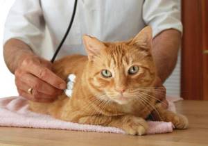 МКБ у кота - советы врачей на каждый день