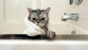 Как избавть котенка от блох - советы врачей на каждый день