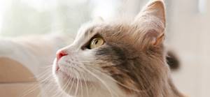 Кошка с почечной недостаточностью - советы врачей на каждый день