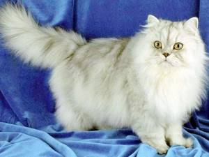 Роды персидской кошки - советы врачей на каждый день