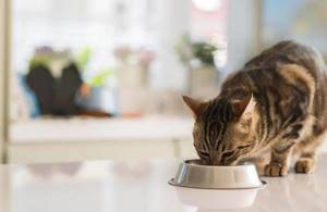 Кот очень много ест - советы врачей на каждый день