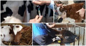 Прививки, можно делать стельным коровам? - советы врачей на каждый день